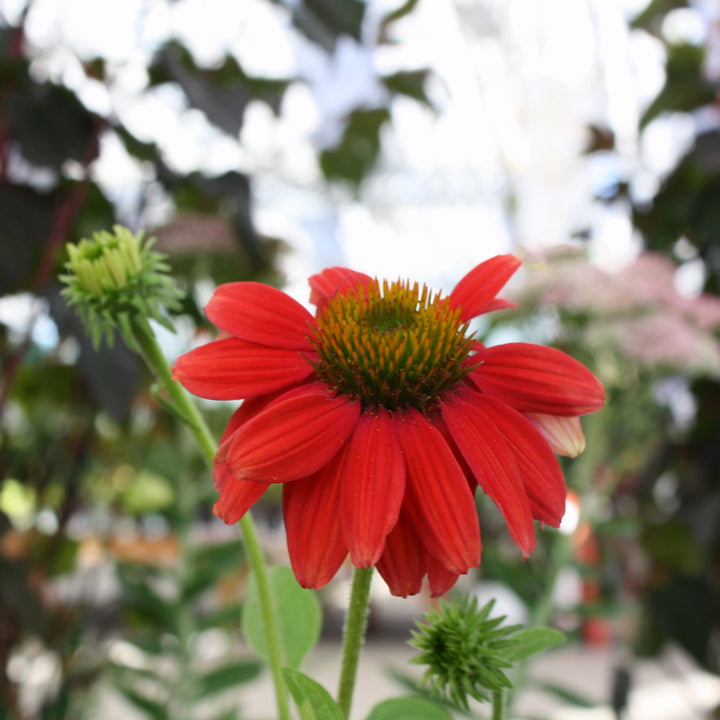 Echinacea 'Compact Rose' Prairie Splendor™ Compact Rose Coneflower, 1 Gallon Perennial