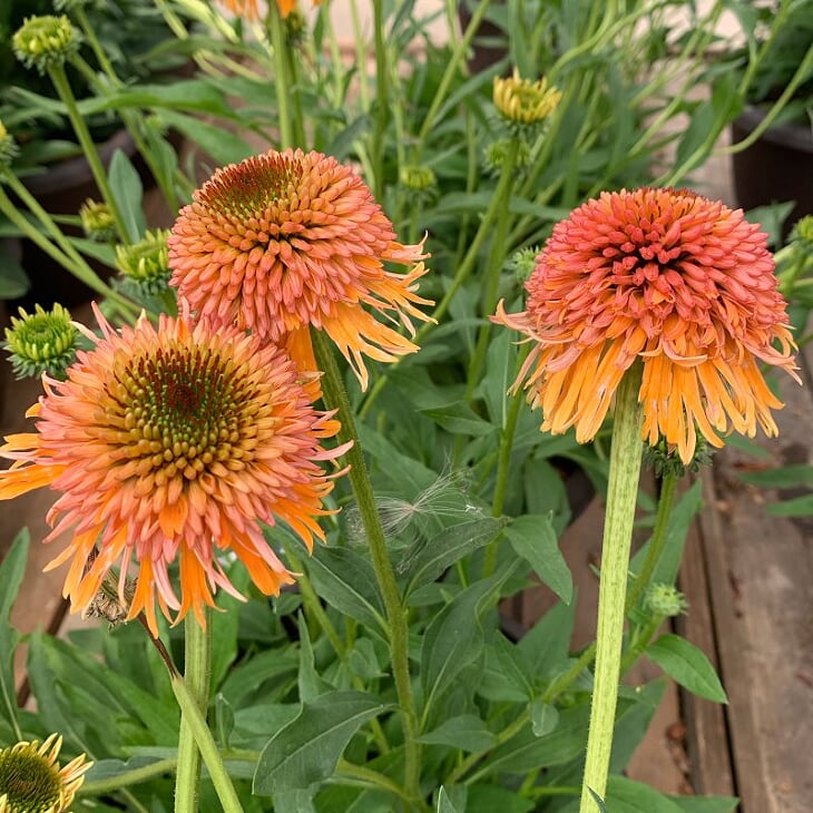 Echinacea 'Compact Rose' Prairie Splendor™ Compact Rose Coneflower, 1 Gallon Perennial