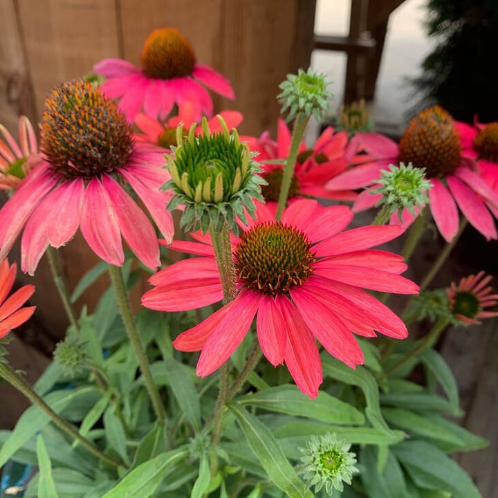 Echinacea 'Compact Rose' Prairie Splendor™ Compact Rose Coneflower, 1 Gallon Perennial