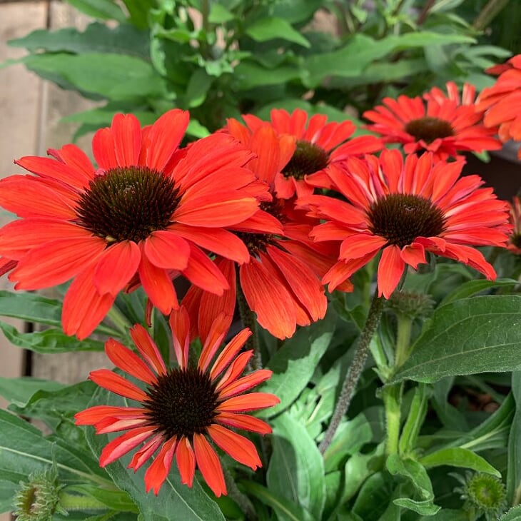 Echinacea 'Compact Rose' Prairie Splendor™ Compact Rose Coneflower, 1 Gallon Perennial