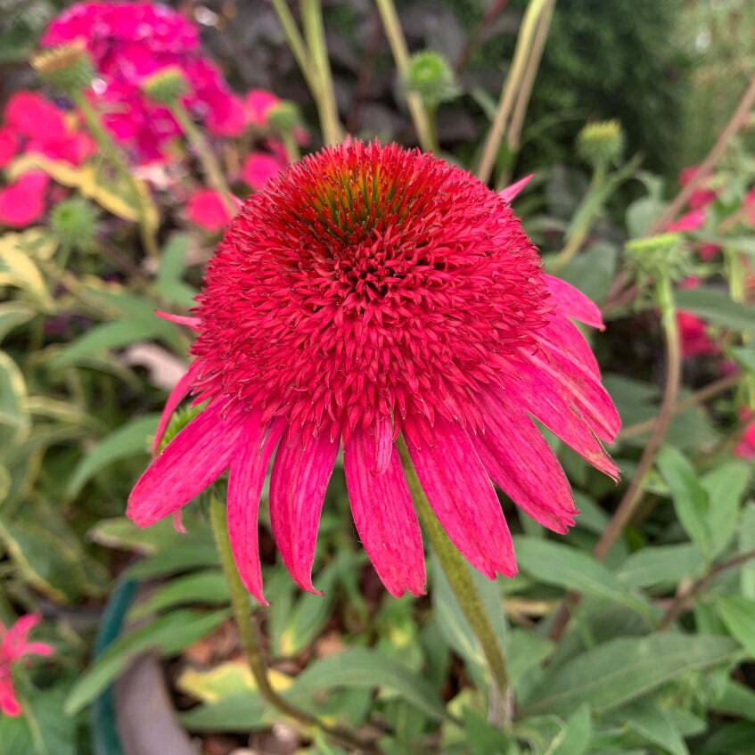 Echinacea 'Compact Rose' Prairie Splendor™ Compact Rose Coneflower, 1 Gallon Perennial