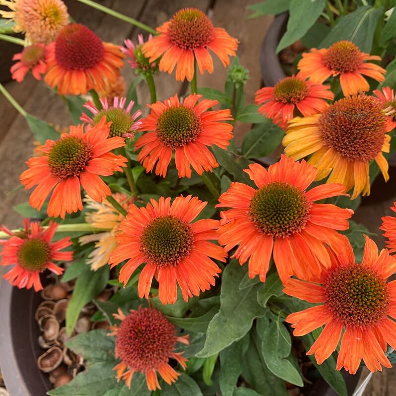 Echinacea 'Compact Rose' Prairie Splendor™ Compact Rose Coneflower, 1 Gallon Perennial