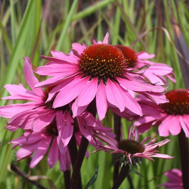 Echinacea 'Compact Rose' Prairie Splendor™ Compact Rose Coneflower, 1 Gallon Perennial