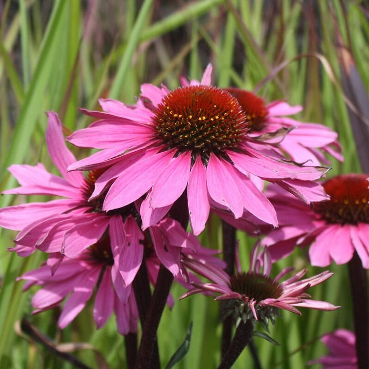 Echinacea 'Compact Rose' Prairie Splendor™ Compact Rose Coneflower, 1 Gallon Perennial