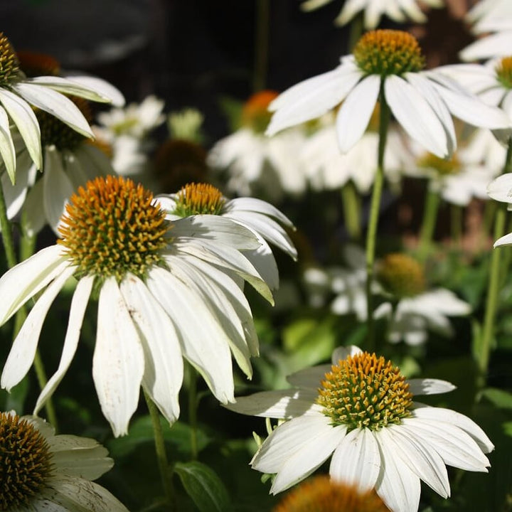 Echinacea 'Compact Rose' Prairie Splendor™ Compact Rose Coneflower, 1 Gallon Perennial