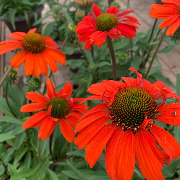 Echinacea 'Compact Rose' Prairie Splendor™ Compact Rose Coneflower, 1 Gallon Perennial
