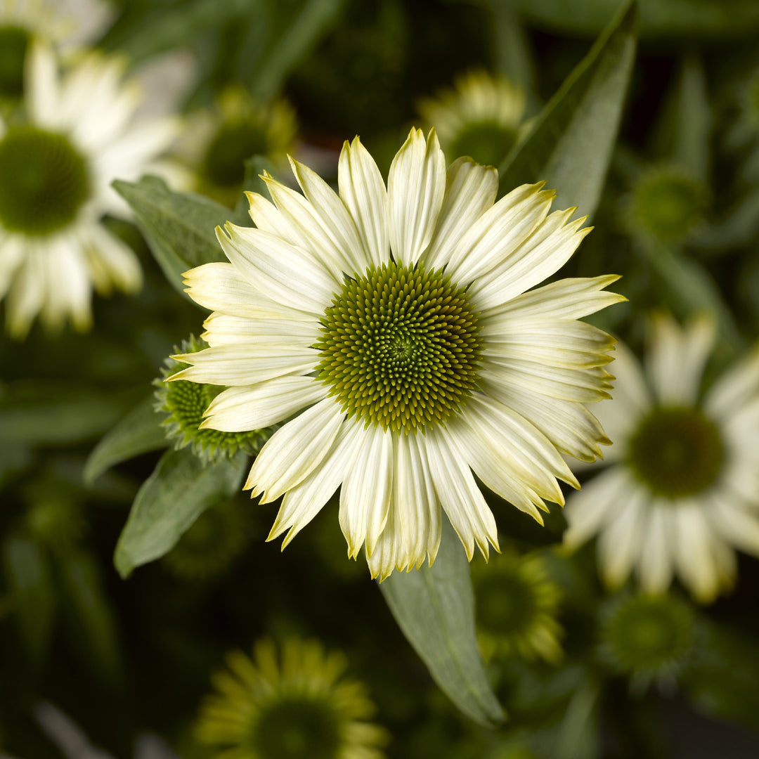 Echinacea 'Compact White' Prairie Splendor™ Compact White Coneflower, 1 Gallon Perennial