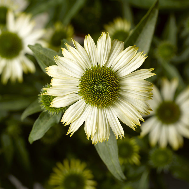 Echinacea 'Compact White' Prairie Splendor™ Compact White Coneflower, 1 Gallon Perennial