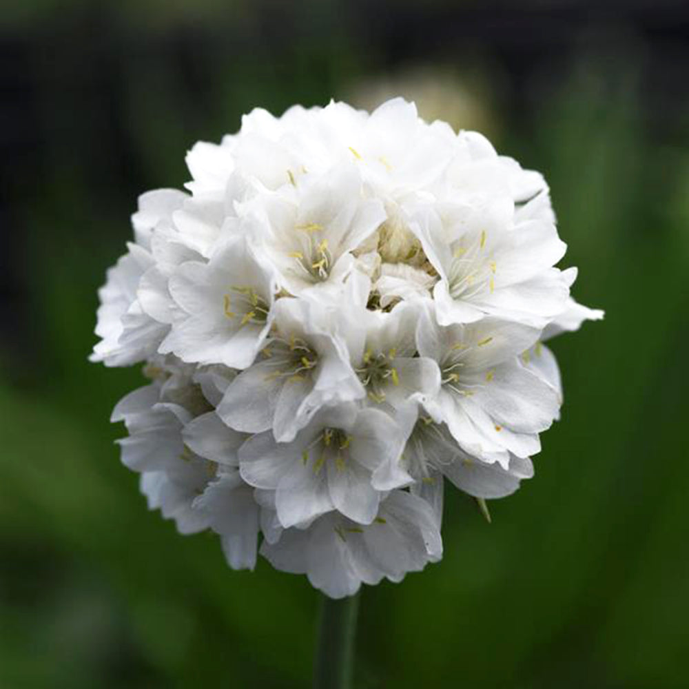 Armeria pseudarmeria 'Dream Clouds' PP33597 Dreameria® Dream Clouds Thrift, 1 Quart Perennial