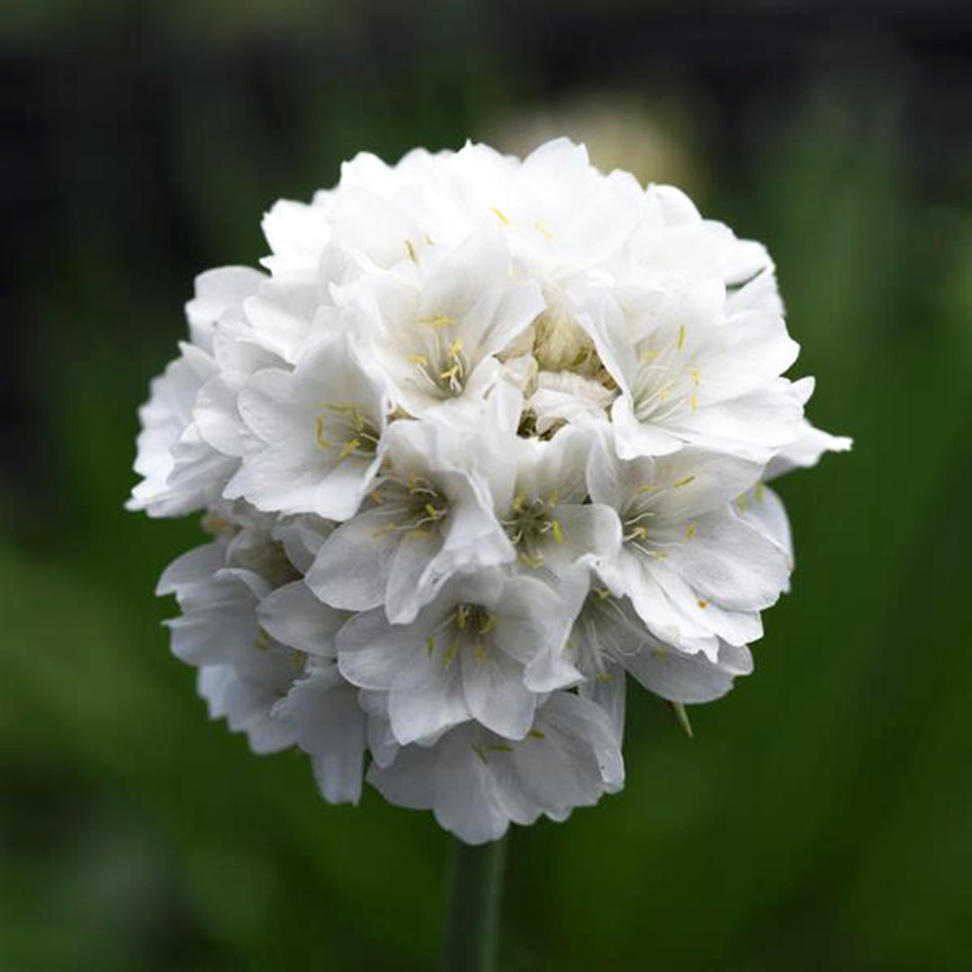 Armeria pseudarmeria 'Dream Clouds' PP33597 Dreameria® Dream Clouds Thrift, 1 Quart Perennial