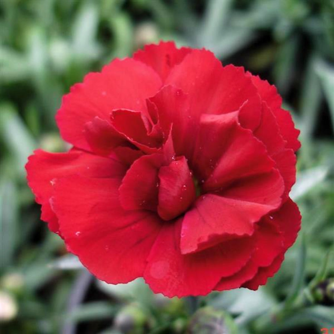 Dianthus caryophyllus 'Velvet + Red' PP18688 Super Trouper™ Velvet + Red Carnation, 1 Gallon Perennial