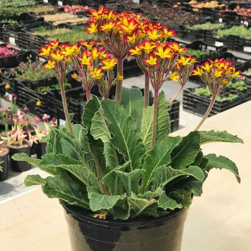 Primula vulgaris 'Oakleaf Yellow Picotee' Primrose, 1 Gallon Perennial
