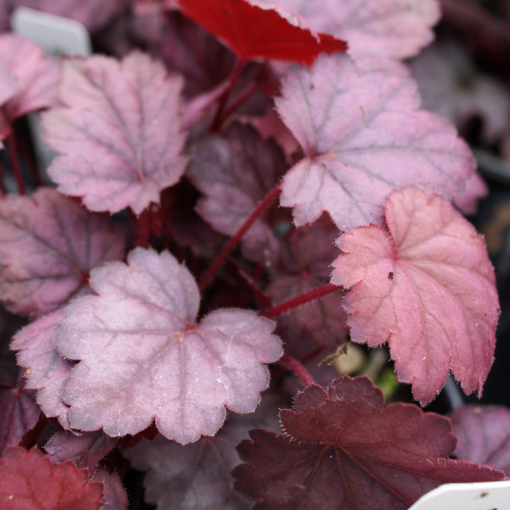 Heuchera 'Grape Soda' PP26339 Grape Soda™ Coral Bells, 1 Quart Perennial