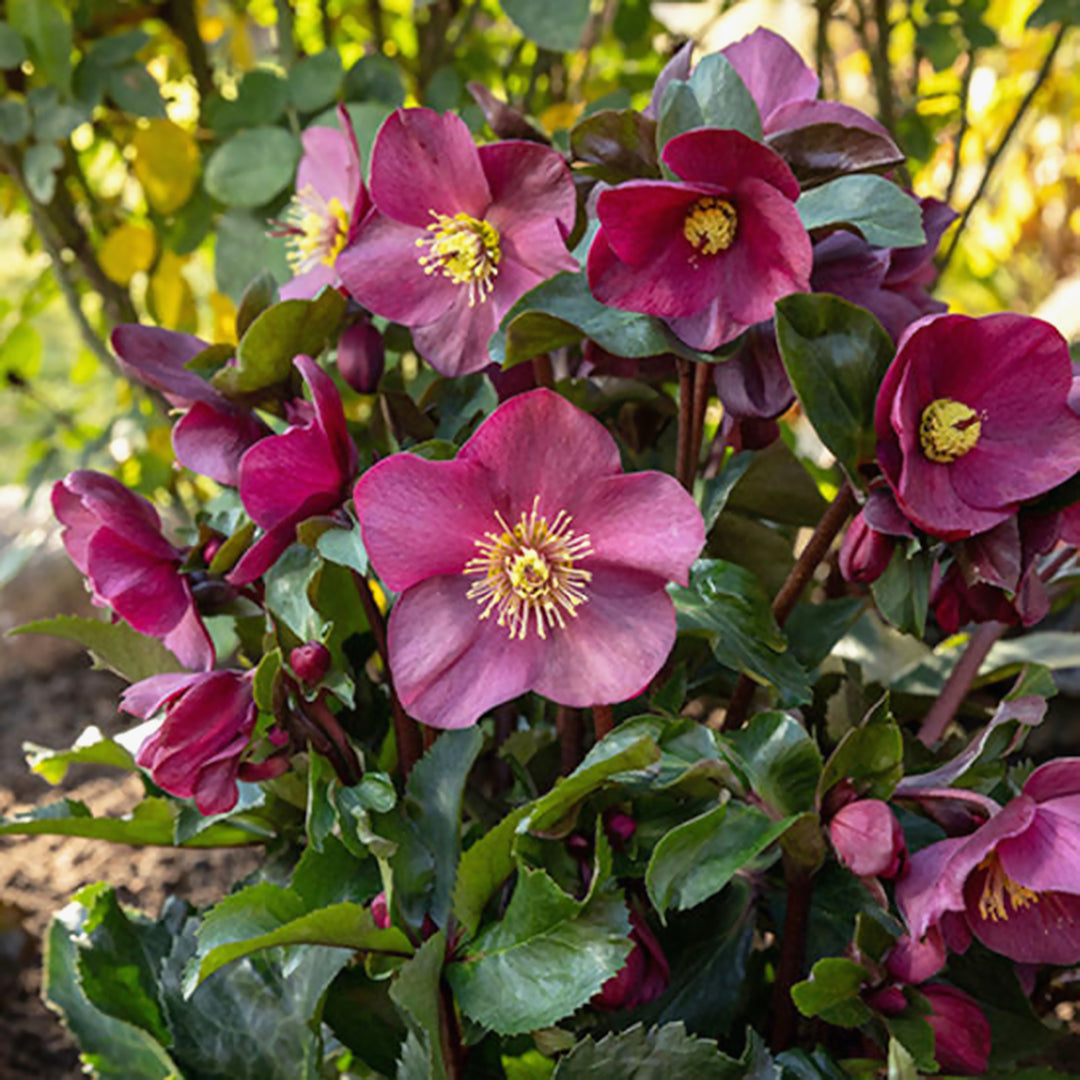 Helleborus x glandorfensis 'COSEH 5300' PP32528 HGC® Ice N' Roses® Early Red Hellebore, 1 Gallon Perennial