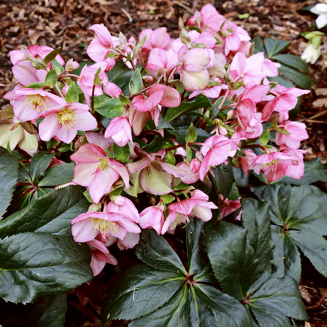 Helleborus x gladorfensis 'COSEH 4000' PP28294 HGC® Ice N' Roses® Early Rose Hellebore, 1 Gallon Perennial