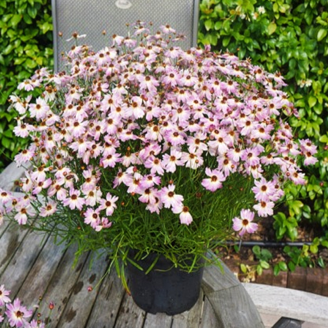 Coreopsis rosea 'Bloomsation Chameleon' PP29145 Coreopsis, 1 Gallon Perennial
