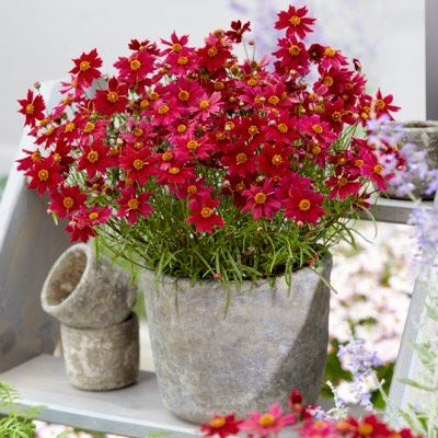 Coreopsis rosea 'Bloomsation Dragon' PPAF Coreopsis, 1 Gallon Perennial