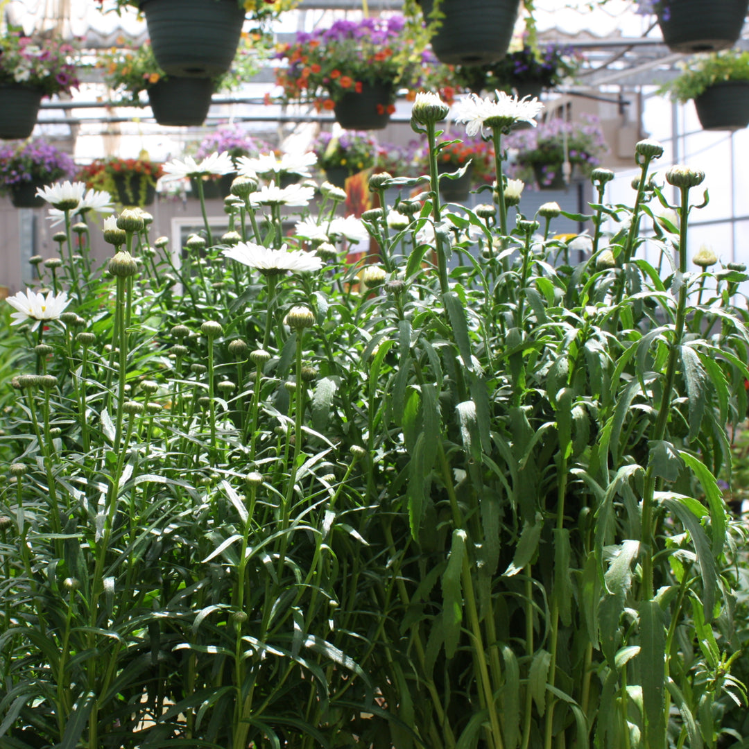 Leucanthemum × superbum 'Lucille Chic' Lucille™ Chic Shasta Daisy, 1 Gallon Perennial