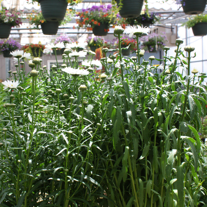 Leucanthemum × superbum 'Lucille Chic' Lucille™ Chic Shasta Daisy, 1 Gallon Perennial