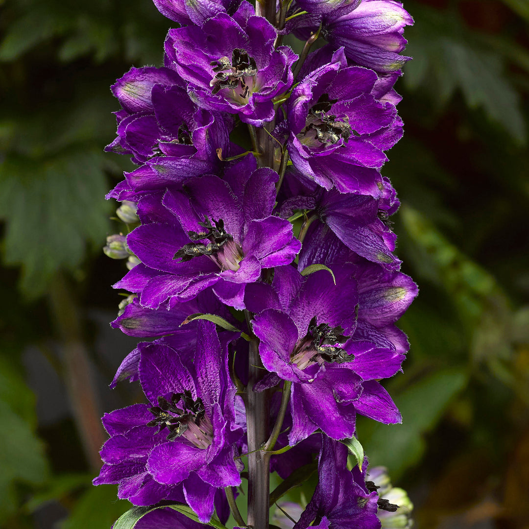 Delphinium elatum 'Dark Blue Black Bee' Delphina™ Dark Blue Black Bee Alpine Delphinium, 1 Gallon Perennial