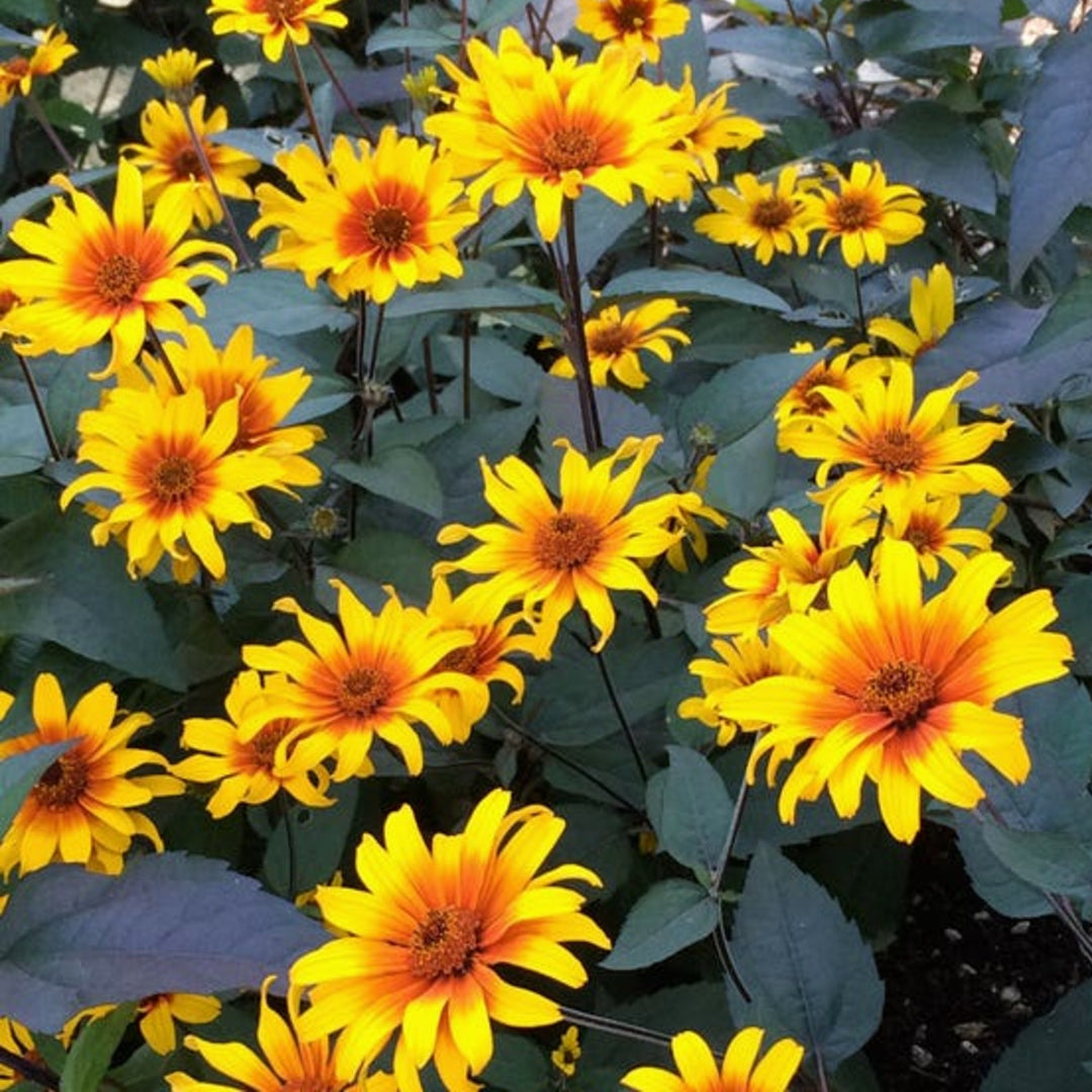 Heliopsis helianthoides var. scabra 'Burning Hearts' Oxeye Sunflower, 1 Gallon Perennial