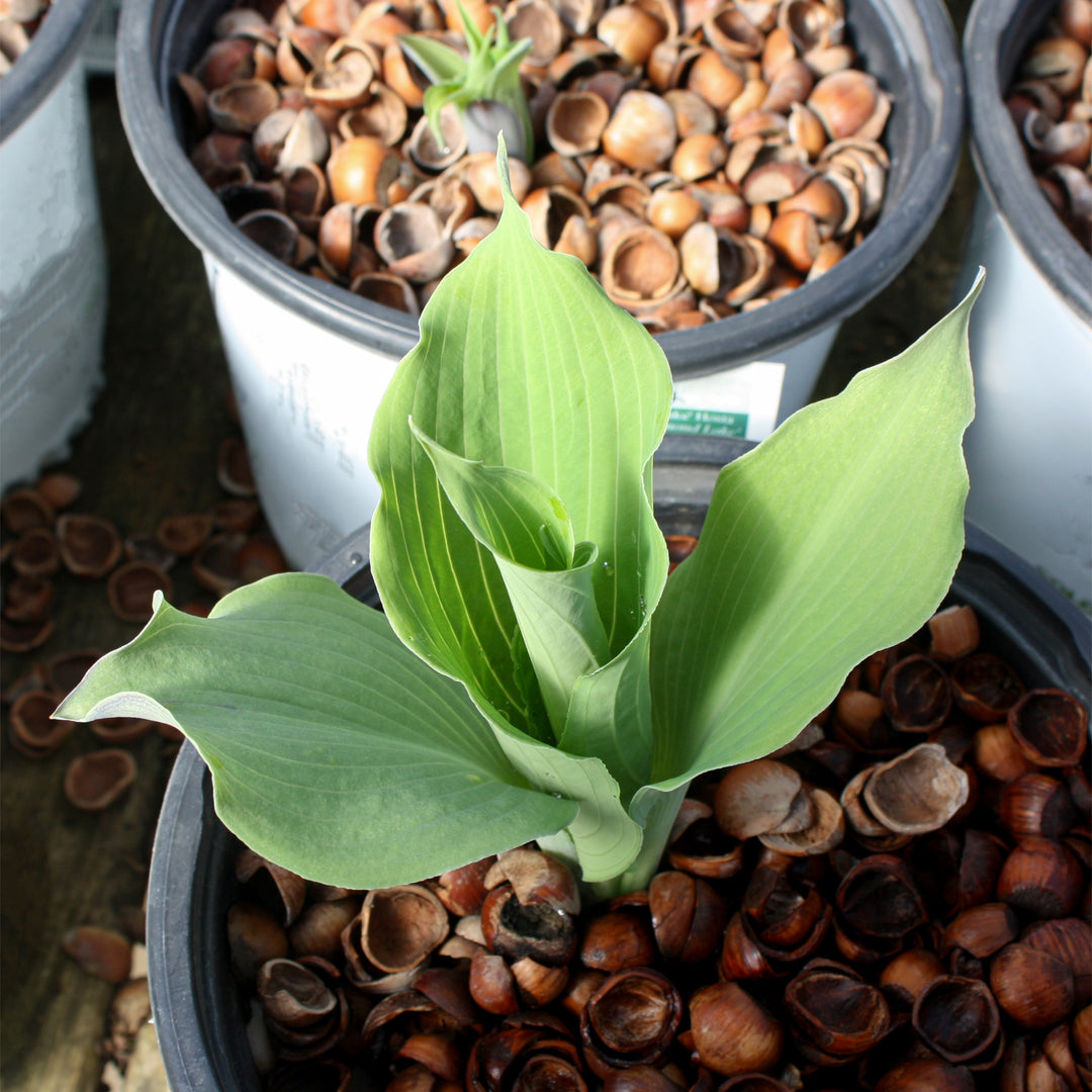 Hosta x 'Diamond Lake' PP30769 Shadowland® Diamond Lake Hosta, 1 Gallon Perennial