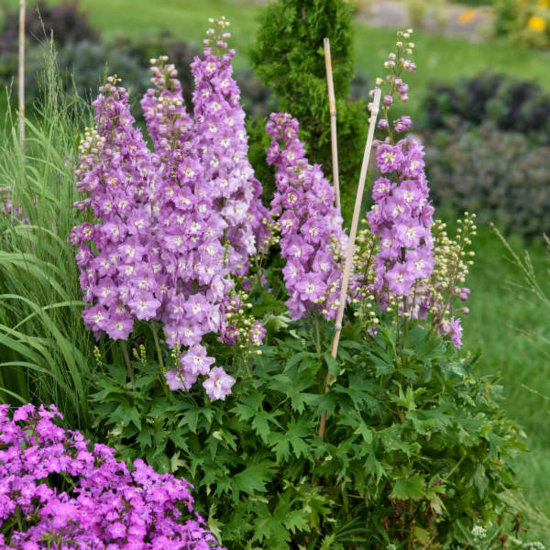 Delphinium elatum 'Million Dollar Blush' Alpine Delphinium, 2 Gallon Perennial