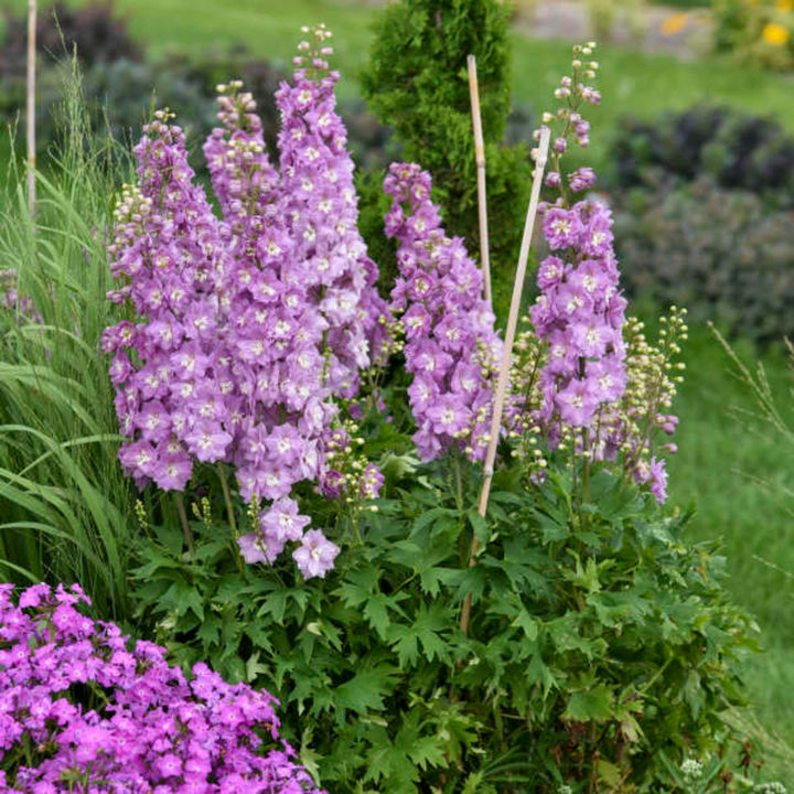 Delphinium elatum 'Million Dollar Blush' Alpine Delphinium, 2 Gallon Perennial