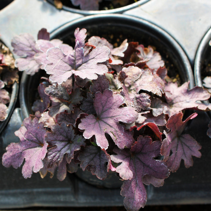 Heucherella 'Indigo Frost' Foamy Bells, 1 Quart Perennial