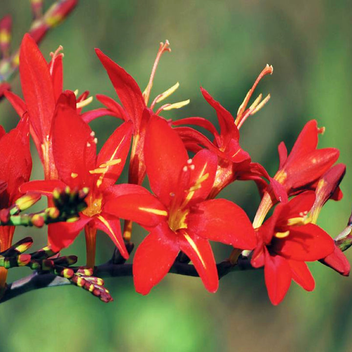 Crocosmia masoniorum 'Vera Cruz' Crocosmia, 2 Gallon Perennial