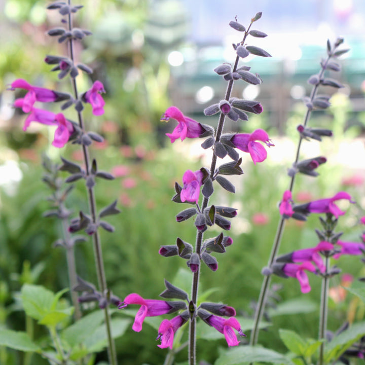 Salvia x 'Amigo' Salvia, 1 Gallon Perennial