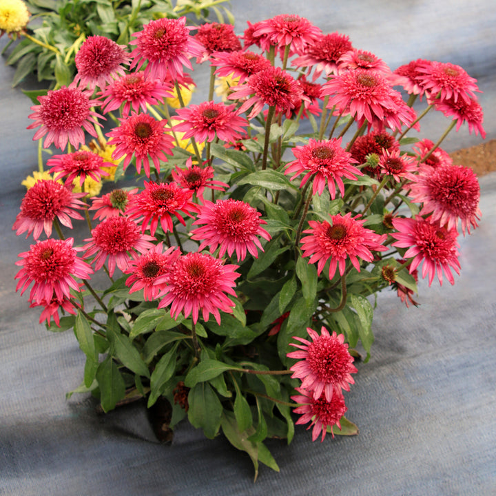 Echinacea x 'Giddy Pink' PPAF Coneflower, 1 Gallon Perennial