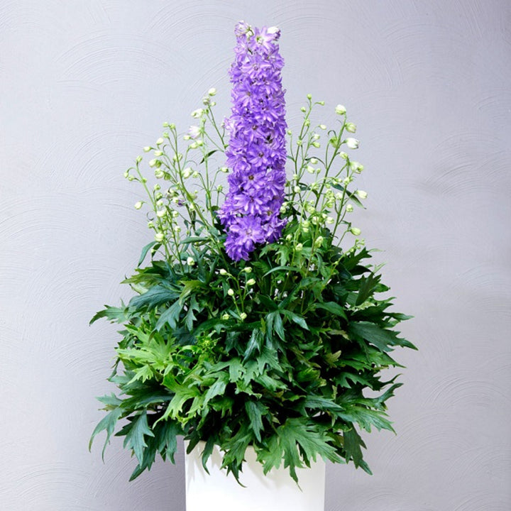 Delphinium x 'Delgenius Breezin' Delphinium, 1 Gallon Perennial
