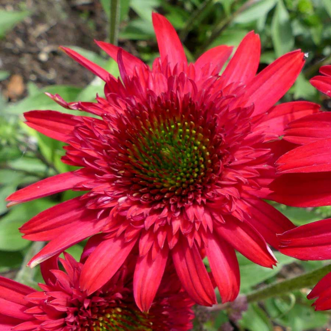 Echinacea x 'TNECHSDR' PPAF Sunny Days™ Ruby Coneflower, 12 Inch Perennial