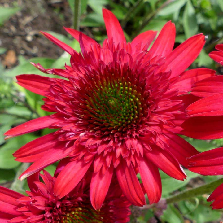 Echinacea x 'TNECHSDR' PPAF Sunny Days™ Ruby Coneflower, 12 Inch Perennial