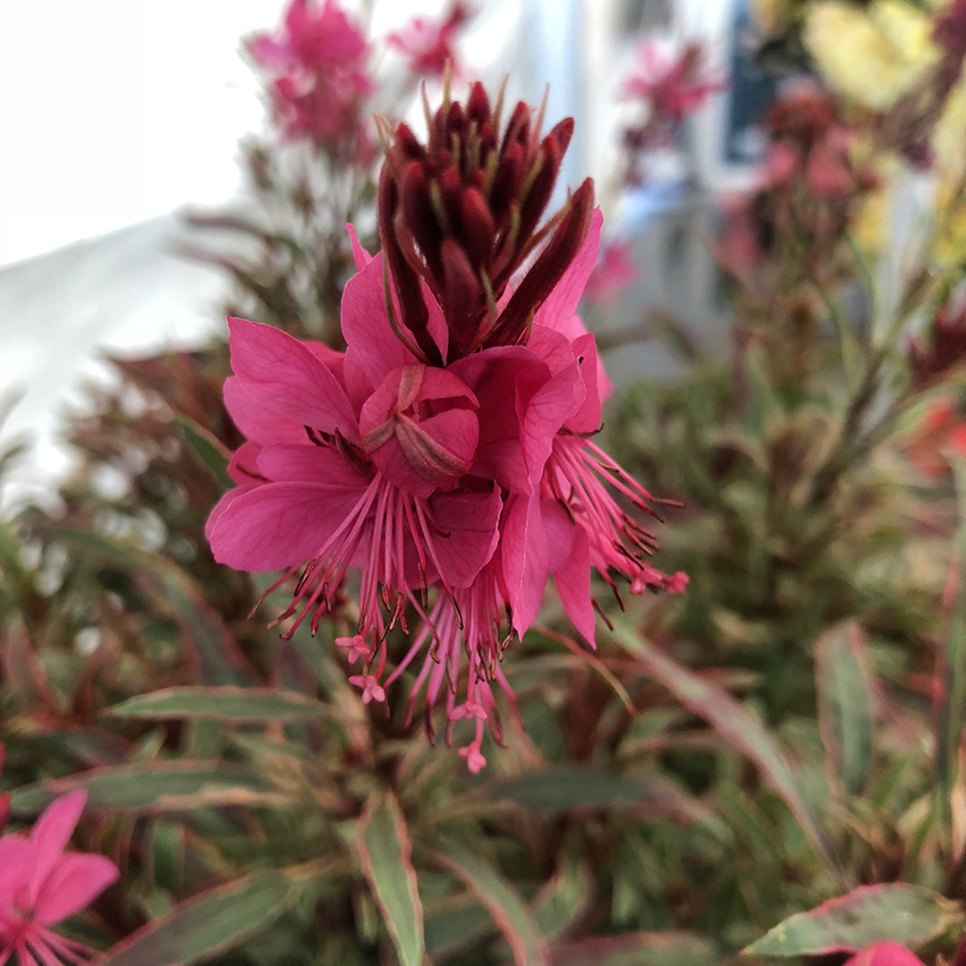 Gaura lindheimeri 'Graceful Magic' Wand Flower, 1 Gallon Perennial