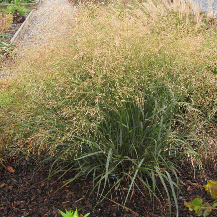 Panicum virgatum 'Cape Breeze' Switch Grass, 1 Gallon Perennial