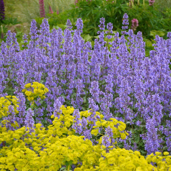 Nepeta grandiflora 'Summer Magic' PP27090 Catmint, 1 Gallon Perennial
