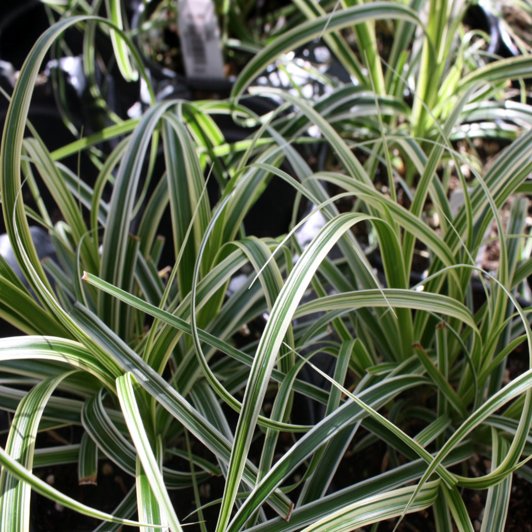 Carex oshimensis 'ET CRX01' PP26199 Feather Falls™ Sedge Grass, 1 Quart Perennial
