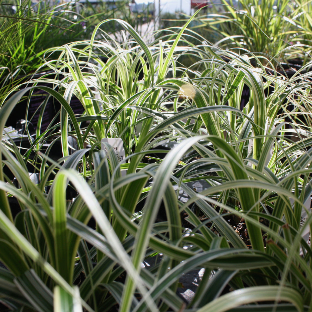 Carex oshimensis 'ET CRX01' PP26199 Feather Falls™ Sedge Grass, 1 Quart Perennial