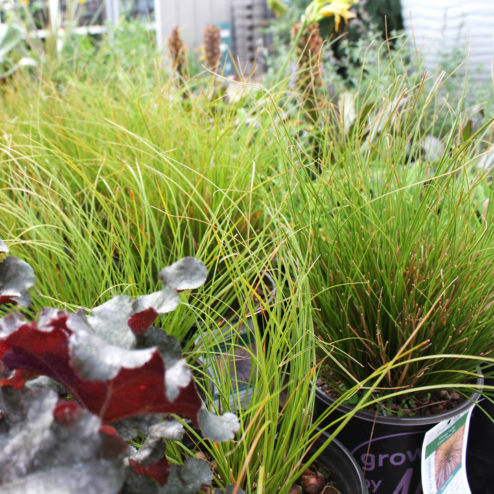 Carex oshimensis 'ET CRX01' PP26199 Feather Falls™ Sedge Grass, 1 Quart Perennial