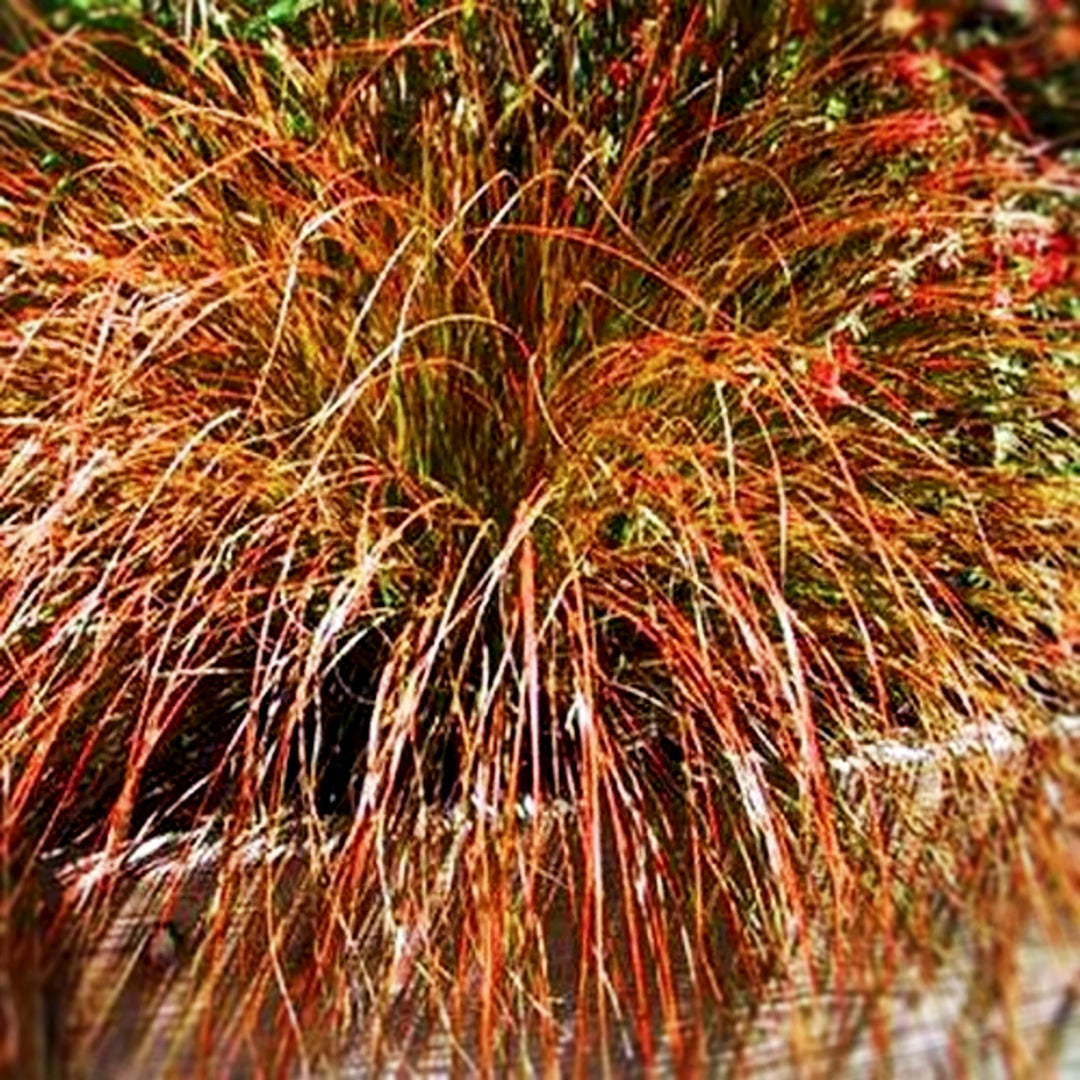 Carex oshimensis 'ET CRX01' PP26199 Feather Falls™ Sedge Grass, 1 Quart Perennial