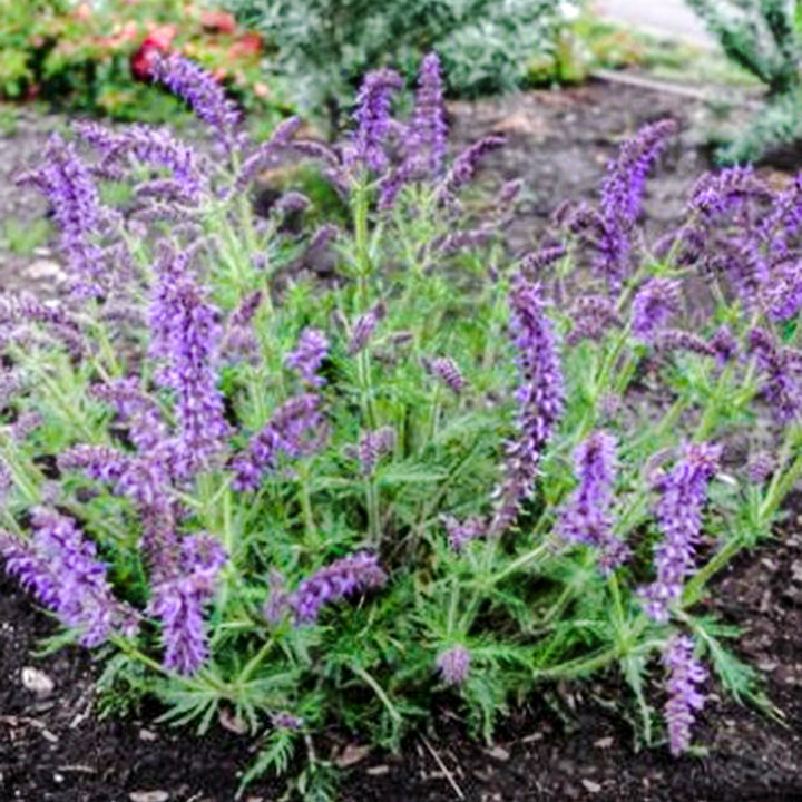 Salvia nemorosa 'Bocofpea' PP33993 Feathers Peacock Salvia, 1 Gallon Perennial