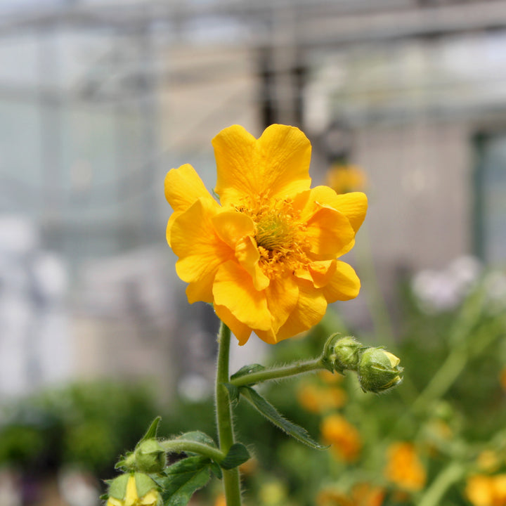 Geum chiloense 'Lady Stratheden' Geum, 1 Gallon Perennial