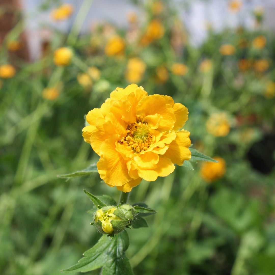 Geum chiloense 'Lady Stratheden' Geum, 1 Gallon Perennial