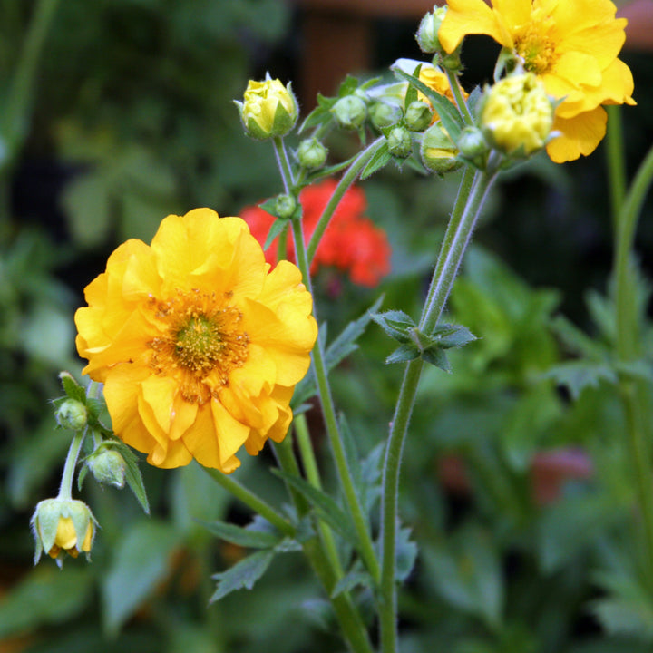 Geum chiloense 'Lady Stratheden' Geum, 1 Gallon Perennial