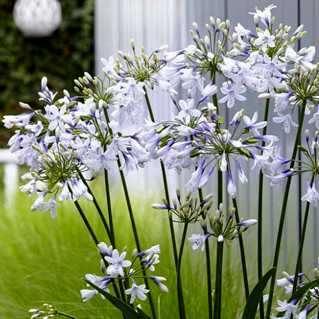 Agapanthus africanus 'Twister' PP25519 Lily of the Nile, 1 Gallon Perennial