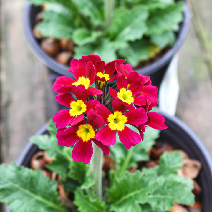 Primula vulgaris 'Oakleaf Magenta' Primrose, 1 Gallon Perennial
