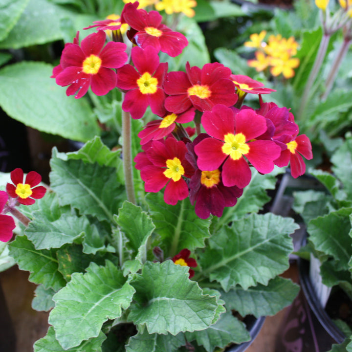 Primula vulgaris 'Oakleaf Magenta' Primrose, 1 Gallon Perennial
