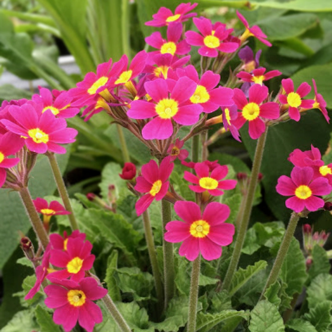 Primula vulgaris 'Oakleaf Magenta' Primrose, 1 Gallon Perennial